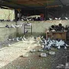 حمام روماني وفرنسي