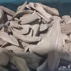 عود الموروكي الطبيعي سوبر واقل وحجمه كسر مباخر