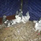 حمام باكستاني للبيع 5اجواز للبيع