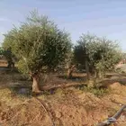 اشجار زيتون للبيع معمرة  وسط