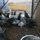 حمام باكستاني للبيع (طبات)