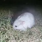 هامستر روسي للبيع