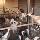 دجاج ودياكه رومي منتجه