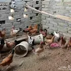 10 دجاج بلدي مع ديك بلدي لون حلو