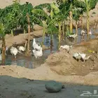 بيع عدد 17 من طيور الوز