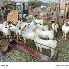 تيوس بلدي عمر خمسه سته شهور العدد 18 سعر 1100