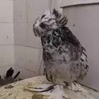 ذكر بخارى منتح