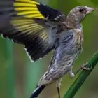 حسون سوري افراخ