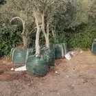 أشجار نادره أشجار الزيتون أشجار النخيل ورود صيف وشتاء
