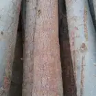 لأعمال التراث الشعبي