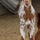 تيوس طيبه