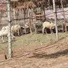 كباش للبيع السعر طيب الموقع صبيا