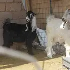 تيوس للبيع