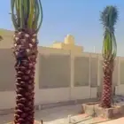 نخيل للبيع ومقاول شبوك