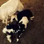 المدينة النورة
