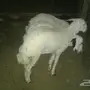 طليين ورخله