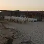 ذبايح حريات للبيع في الدمام