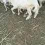 طلي ذبيحه للبيع 