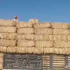 موجود تبن قمح شده طيب