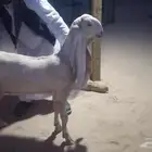 جفرتين خصم للبيع