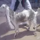 للبيع جفرتين خصم