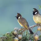 جوز هملايا 950 محلل