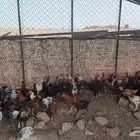 دجاج للبيع
