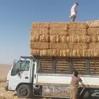 موجود تبن قمح شده طيب مقس 90 95ايلا ميتر وزن 15 يلو فوق شده