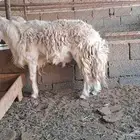 للبيع فحل حري مشروط وحار في القريع