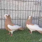 هنغاري كمونمر