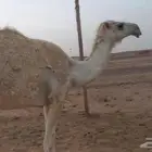 للبيع بكره حقه طيبه باتليه