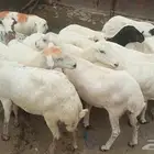 ظان رفيديات