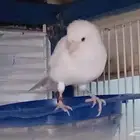 كناري ابيض