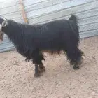 للبيع فحل عارضي صنف