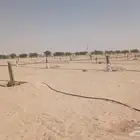 نخل للبيع جمع أنوعه متوفره لدينا