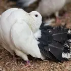 للبيع حمام منتج مشكل