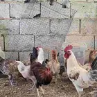دجاج بلدي حظان