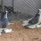 حمام نجفيات للبيع