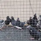 حمام قطايف (طبات) تم البيع