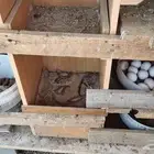 دجاج فيومي