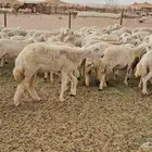 غنم حريات ضان مراح كامل للبيع