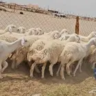 رخال حريات حرش دفيع صنفها طيب