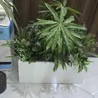 احواض نبات زينة