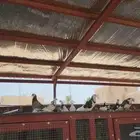 للبيع حمام قلاب