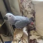 كاسكو لبيع