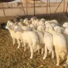 أعرض لكم بهم طليان ورخل طيب بالحيل شعره طويل العمر 4ا