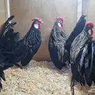 دجاج زينة مميز قزم