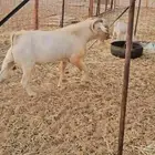 فحل بيشي ابرص فاخر