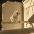 زيبرا كونتنتال سبلت تشاركل