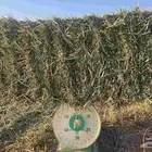 علف بلوبانك صافي